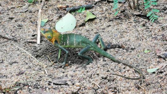 Bird Paradise Hotel Sigiriya Ngoại thất bức ảnh