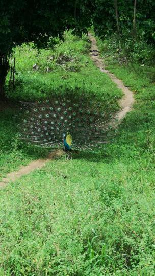 Bird Paradise Hotel Sigiriya Ngoại thất bức ảnh